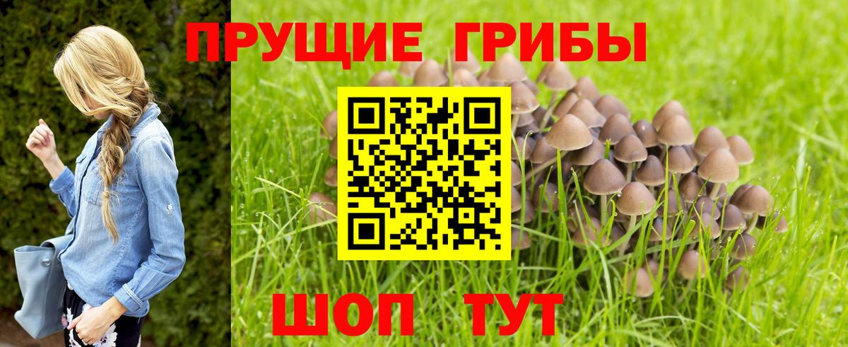 Псилоцибиновые грибы прущие грибы  Псилоцибиновые грибы мухоморы  Сыктывкар  Вход с VPN 